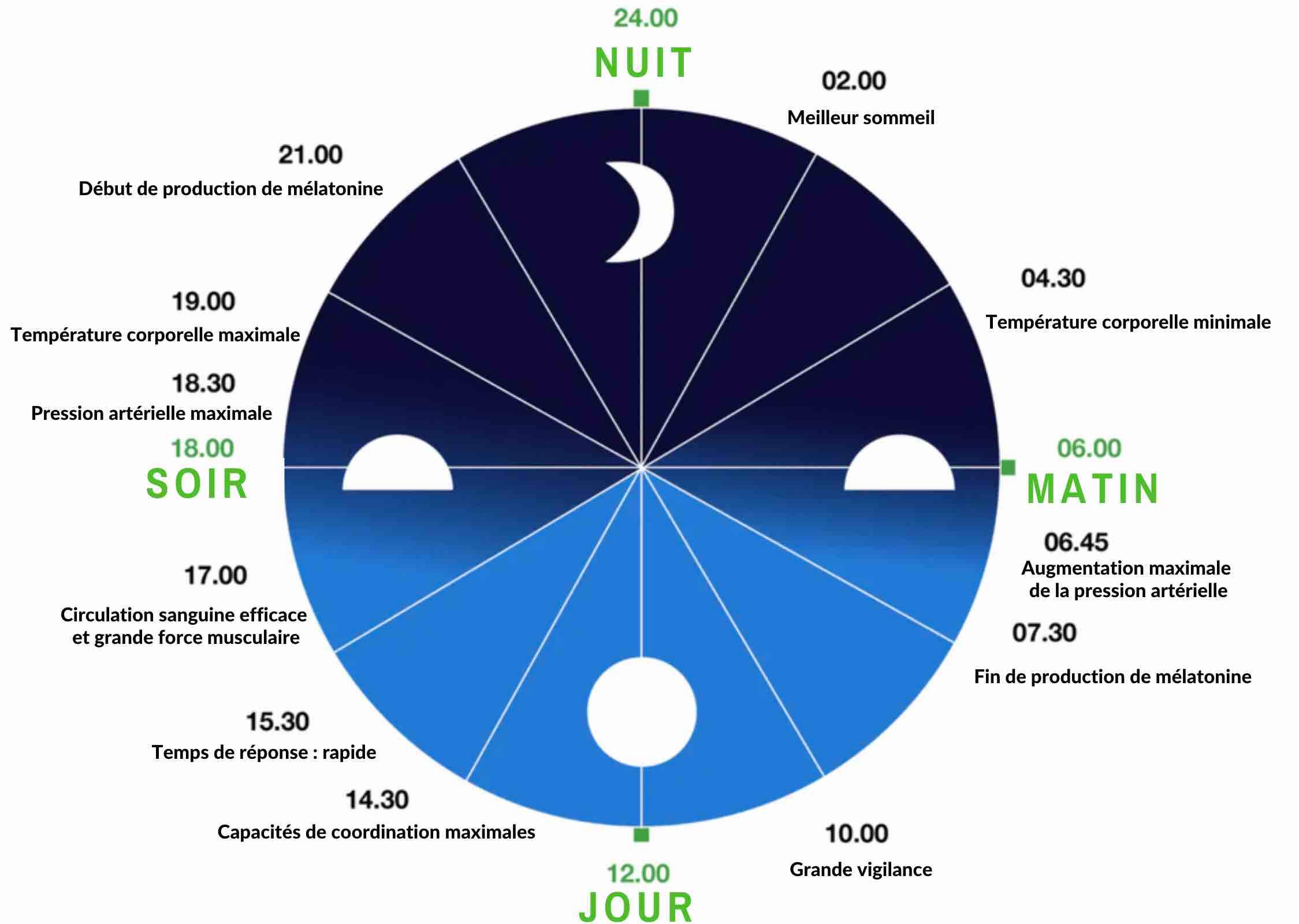 mélatonine sommeil caption : rythme circadien
