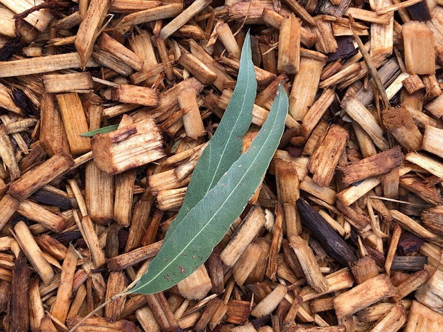 bois eucalyptus broye