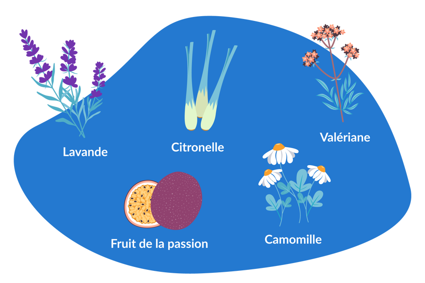 plantes pour dormir phytotherapie