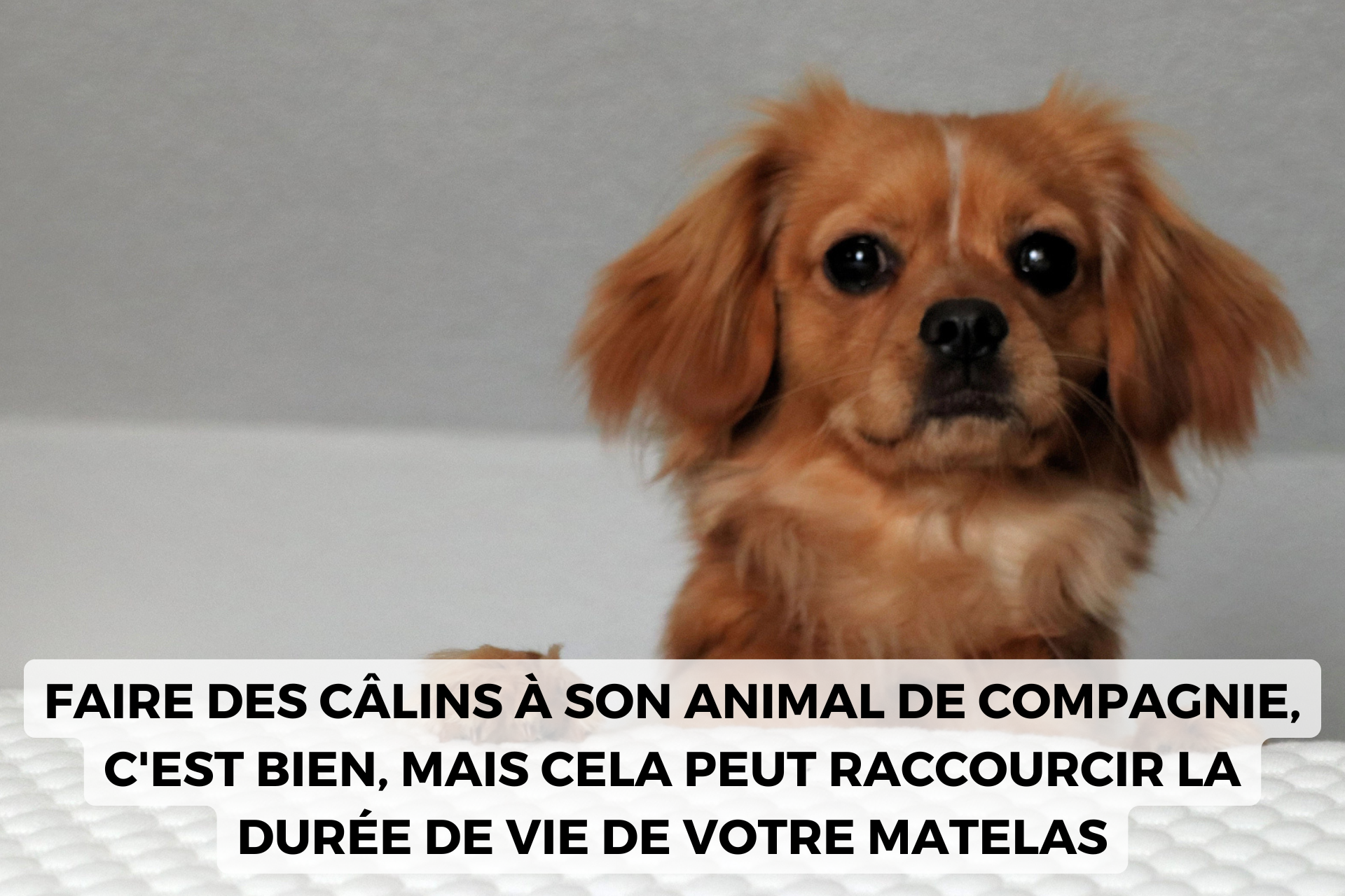 animal de compagnie