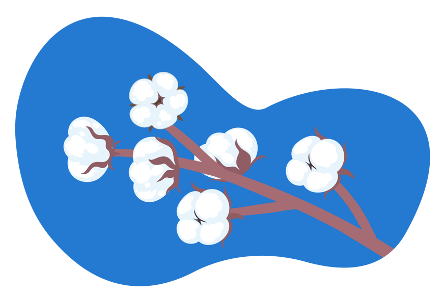 coton conventionnel coton bio