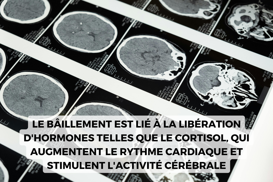 baillement cortisol