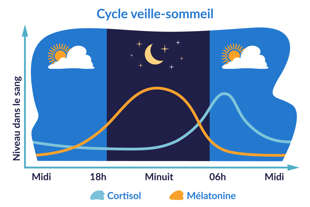 Quelles sont les différentes étapes du cycle du sommeil ? – Ceuticalia