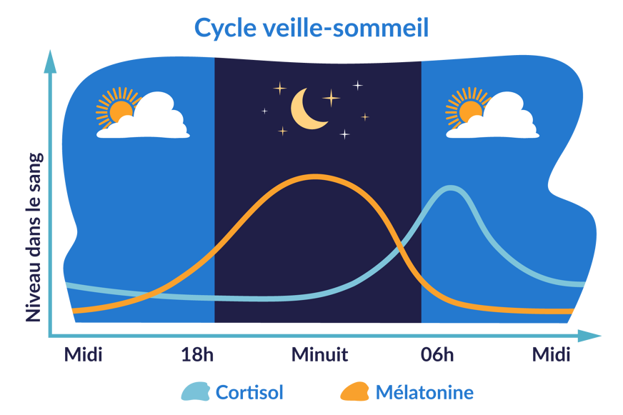 cycle de sommeil