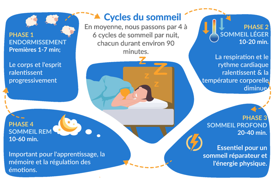 cycle du sommeil phases