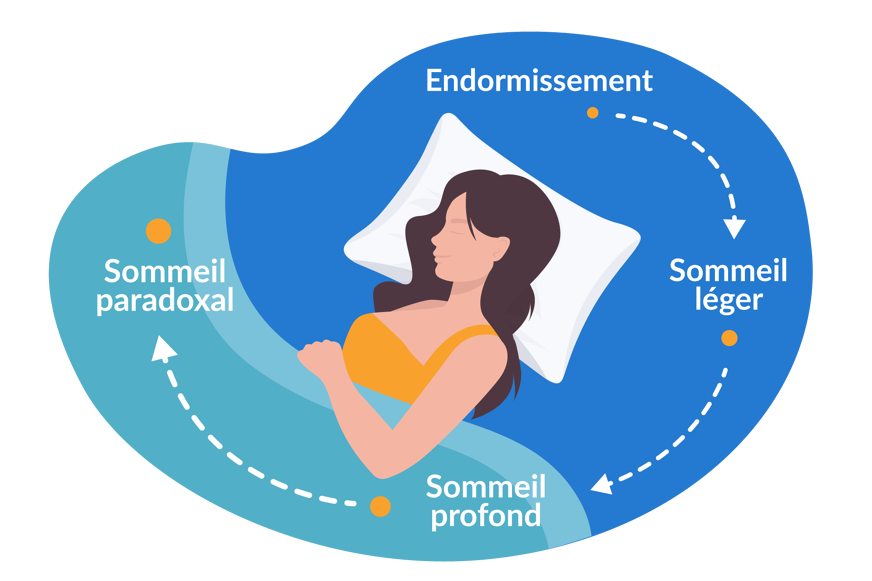 cycle sommeil