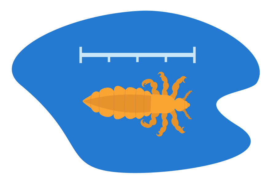 Durée de vie d’un poux sur un oreiller nos conseils Durée de vie d’un poux sur un oreiller nos conseils