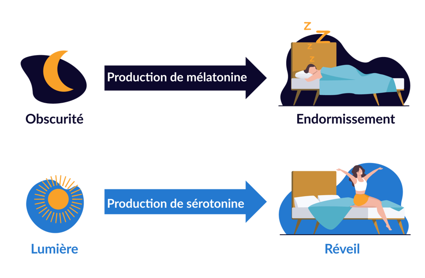hormone sommeil