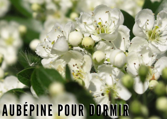 Aubépine Et Sommeil