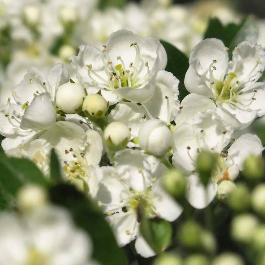 Aubépine sommeil