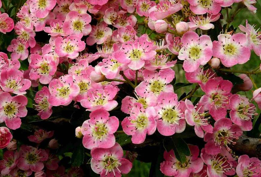 Aubépine sommeil