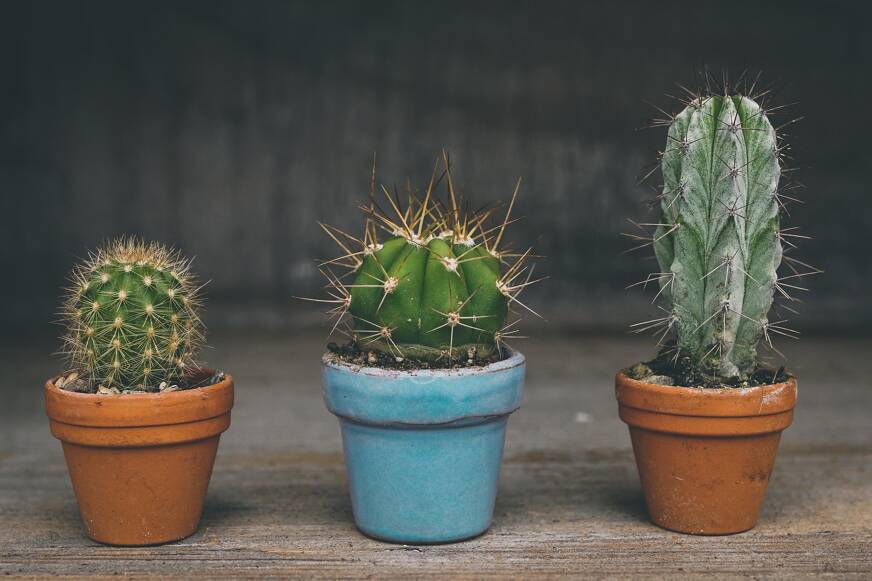cactus