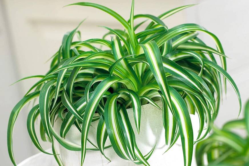 chlorophytum chevelu