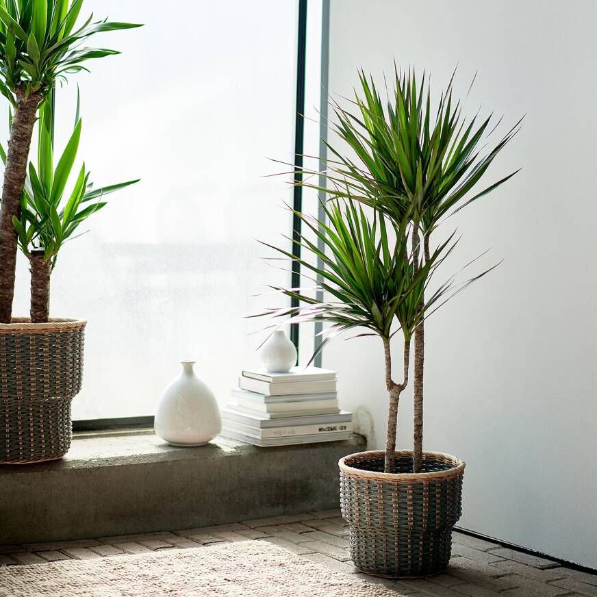 dracaena