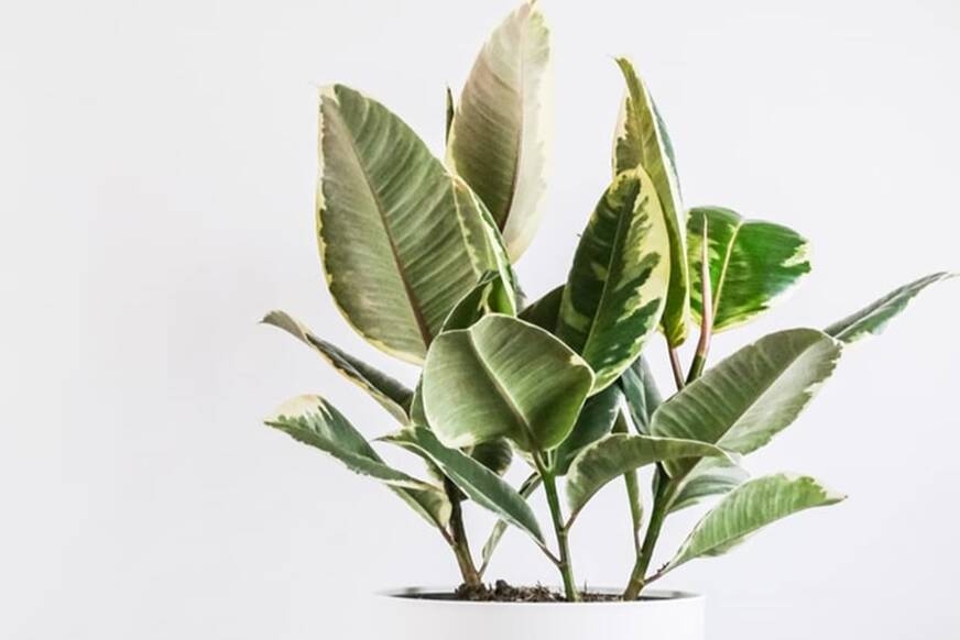 ficus