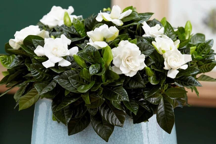 gardenia