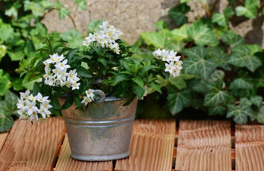 jasmin