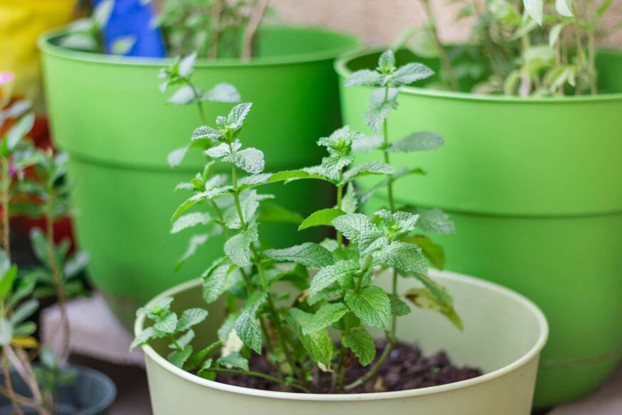 menthe