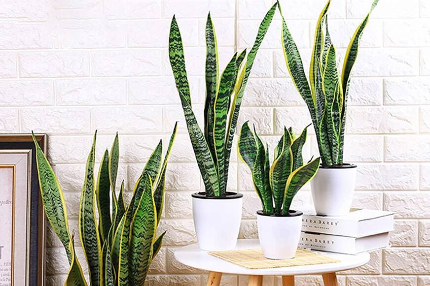 sansevieria