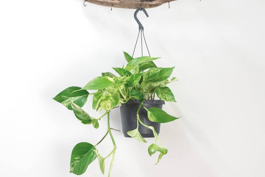 scindapsus
