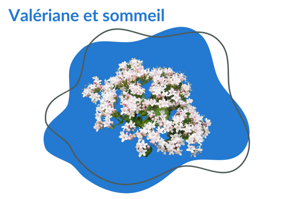 Valériane sommeil