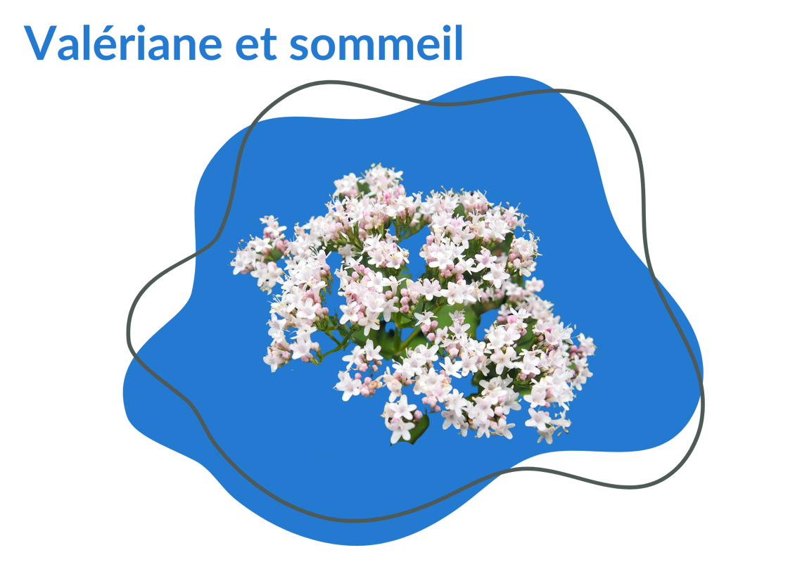 Valériane sommeil
