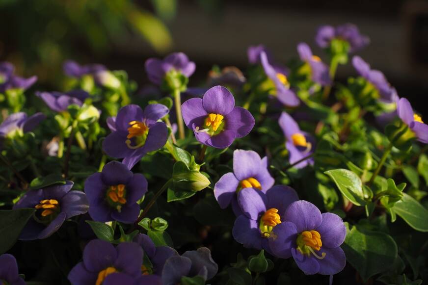 violettes africaines